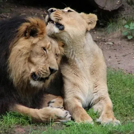 Daire Living Timeless- Black Forest Moments *